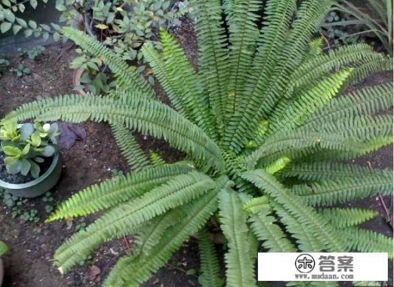 绿菊和蜈蚣草哪个比较好？