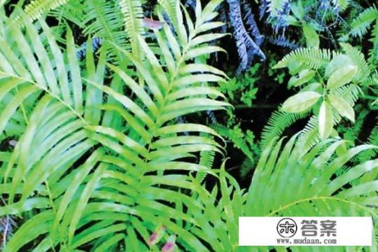 绿菊和蜈蚣草哪个比较好？