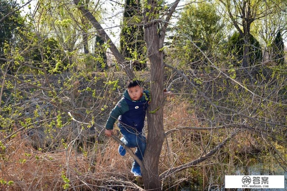 描写榆钱的优美句子? 描写榆钱的优美句子?