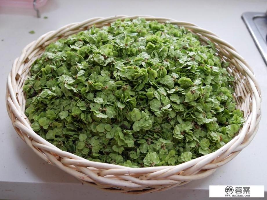 描写榆钱的优美句子? 描写榆钱的优美句子?