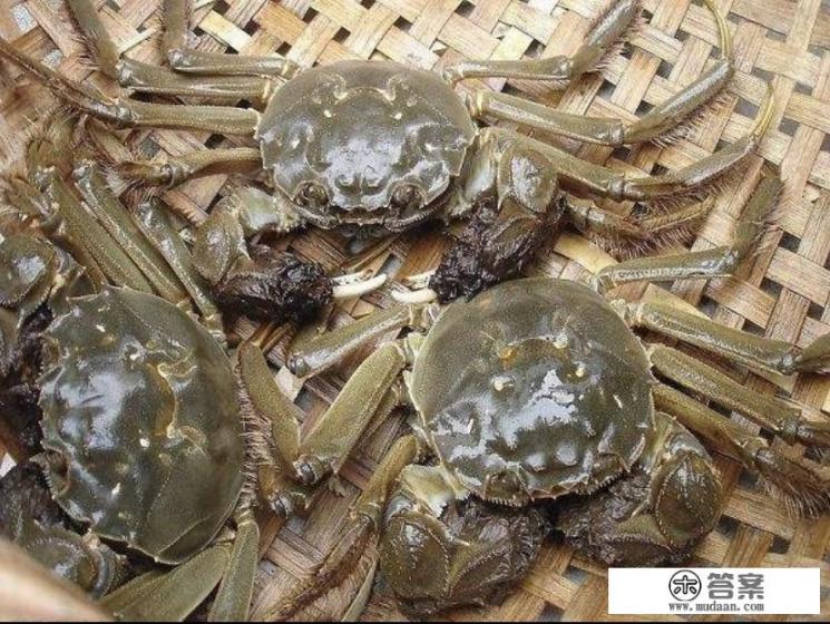 哪个品牌的阳澄湖大闸蟹好？