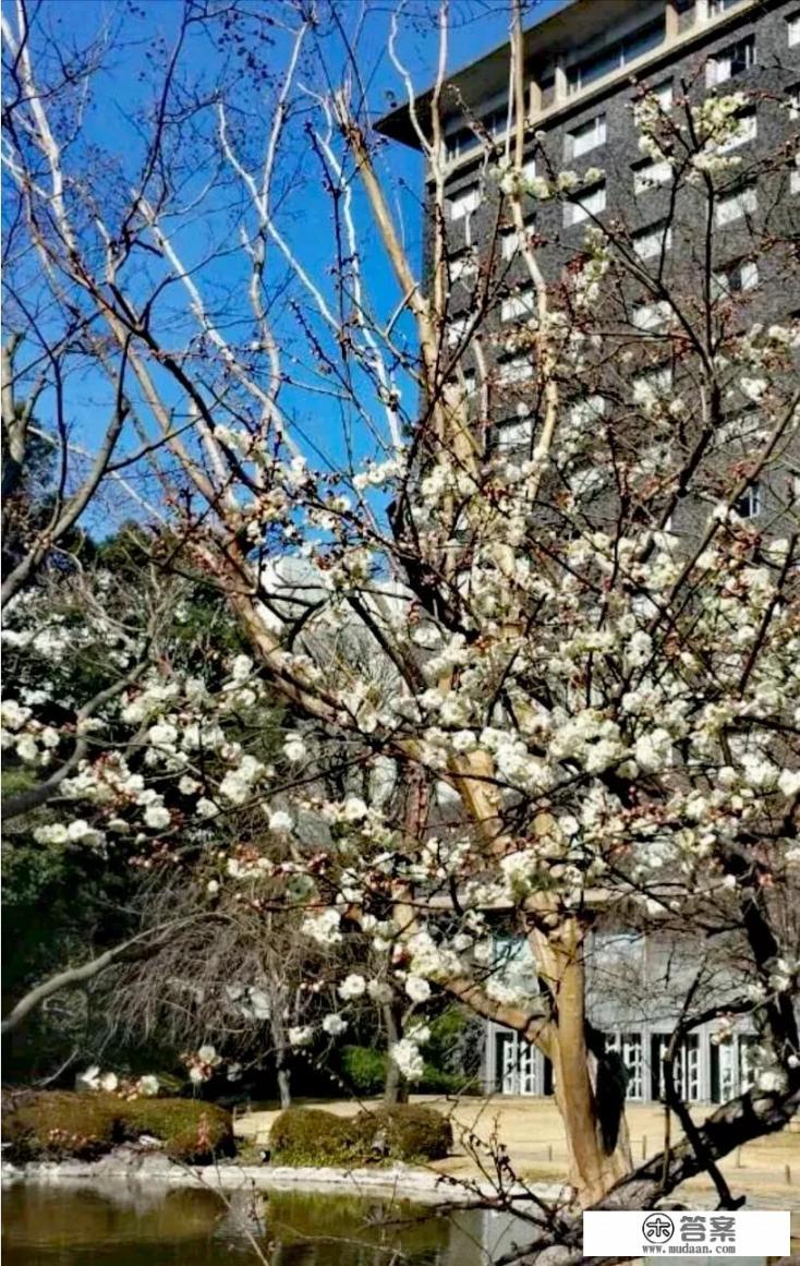 日本一般旅馆的住宿价格是多少?不好意思了就这些分了？