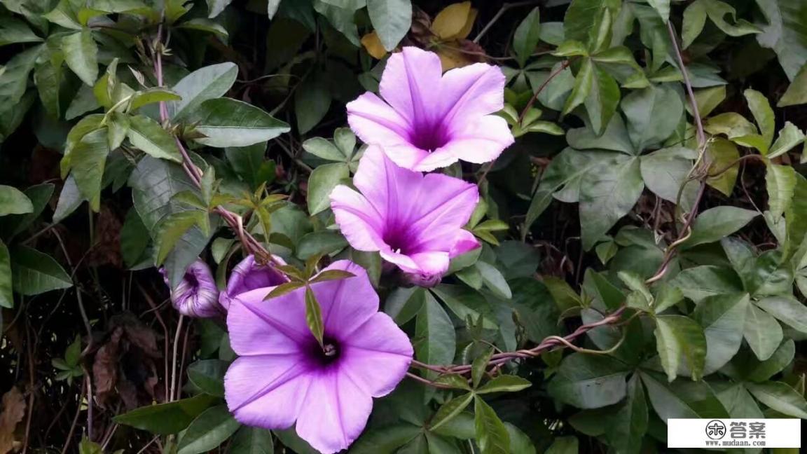 人把孤独暗淡的一束光称之为救赎是什么意思？