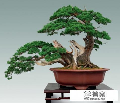 西域热盆景描述？