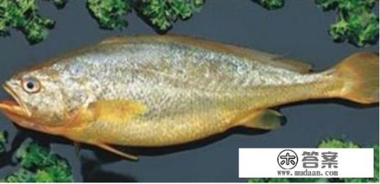 吃野生大黄鱼属于犯法吗？