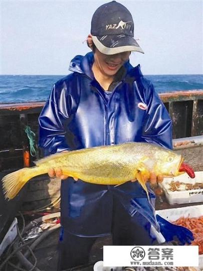 吃野生大黄鱼属于犯法吗？