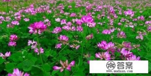 紫云英蜂蜜有什么功效? 紫云英蜂蜜有什么功效?