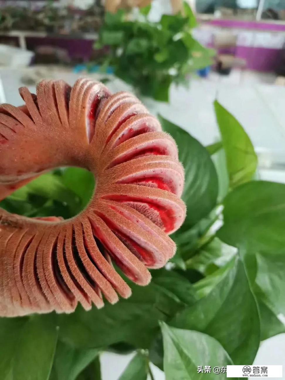 怎么配制补肾、健脾的药酒？