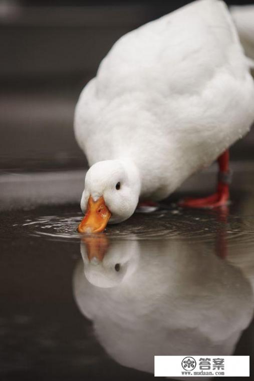 为什么超市有些鸭子只有几块钱一只？