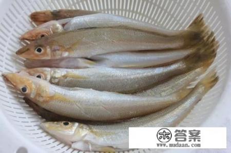 梭子鱼家常做法? 梭子鱼家常做法?