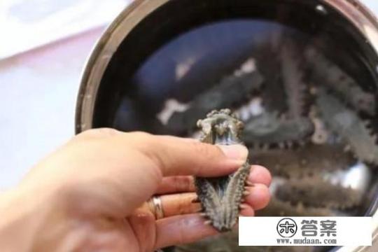 干海参泡发步骤和做法？