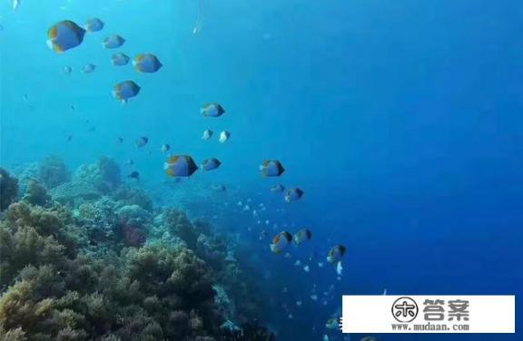 帕劳在哪儿？去旅游有什么好攻略推荐？