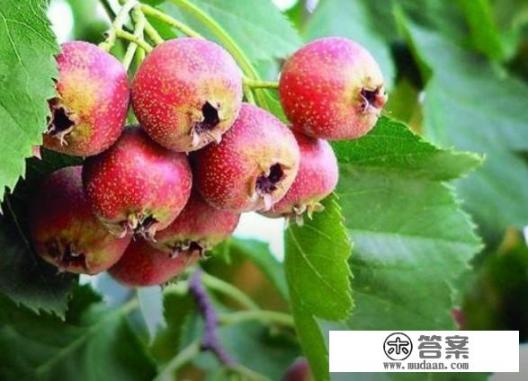 凉菜不放蒜的做法? 凉菜不放蒜的做法?