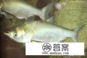 液体啤酒酵母可以直接投放到大型水库养殖花鲢吗？