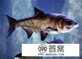 液体啤酒酵母可以直接投放到大型水库养殖花鲢吗？