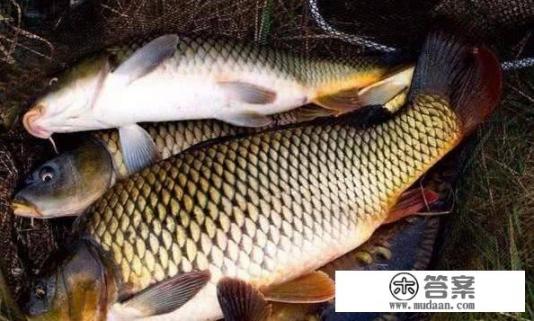 液体啤酒酵母可以直接投放到大型水库养殖花鲢吗？