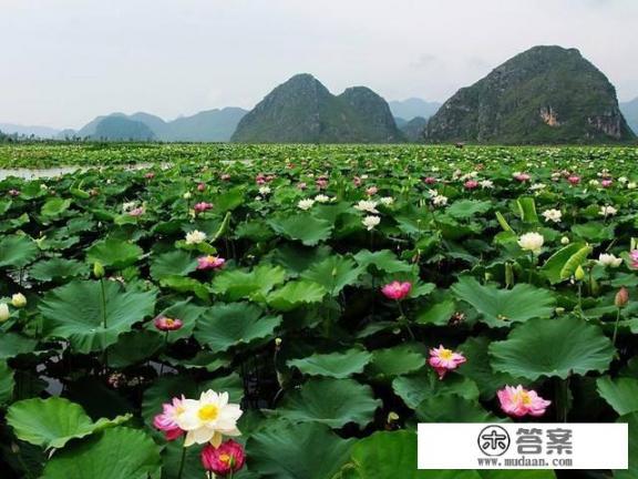 去普者黑旅游有哪些攻略？