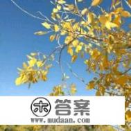 额济纳胡杨林如何露营? 额济纳胡杨林如何露营?