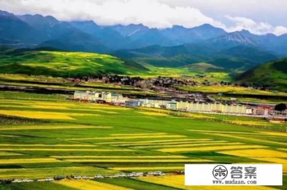 青海的门源油菜花海有多美？