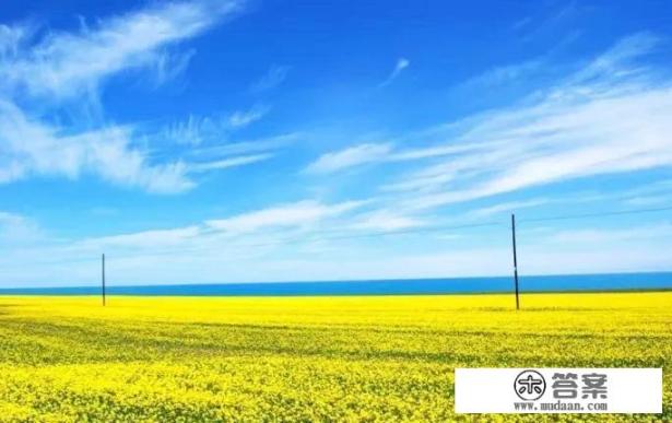 青海的门源油菜花海有多美？