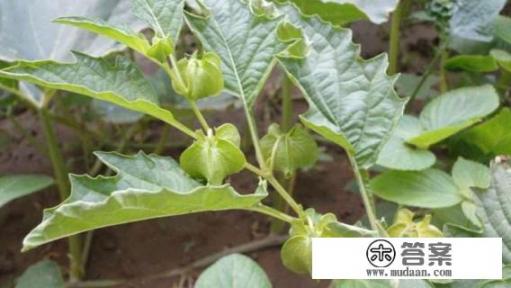 姑娘果怎么种植? 姑娘果怎么种植?