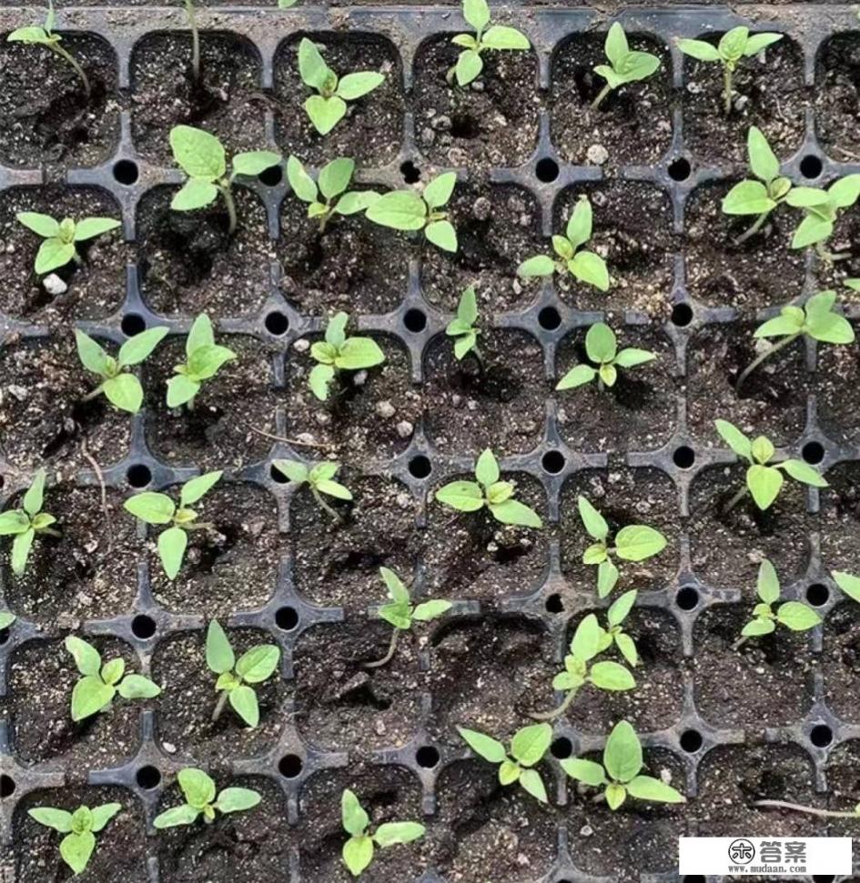 姑娘果怎么种植? 姑娘果怎么种植?