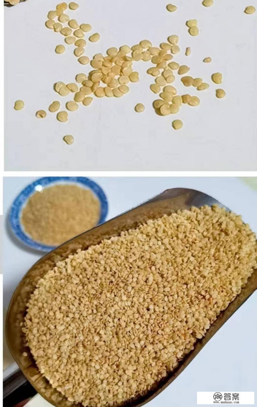 姑娘果怎么种植? 姑娘果怎么种植?