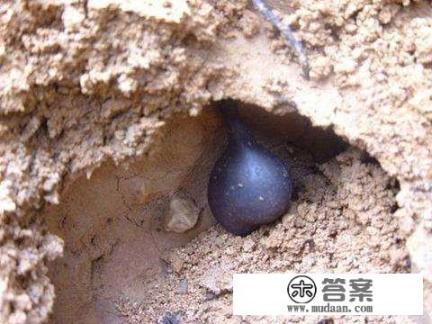 乌灵参和乌丽参的区别? 乌灵参和乌丽参的区别?