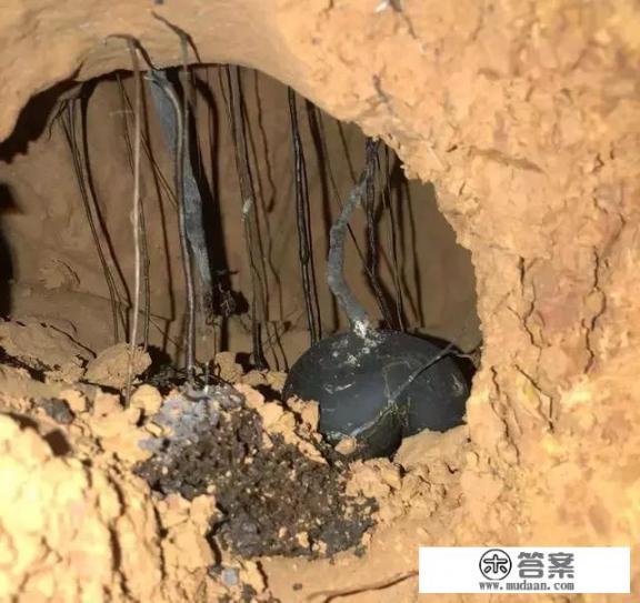 乌灵参和乌丽参的区别? 乌灵参和乌丽参的区别?