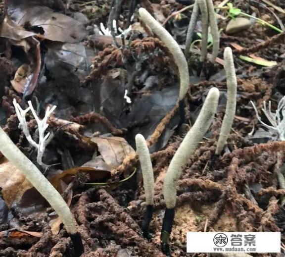 乌灵参和乌丽参的区别? 乌灵参和乌丽参的区别?