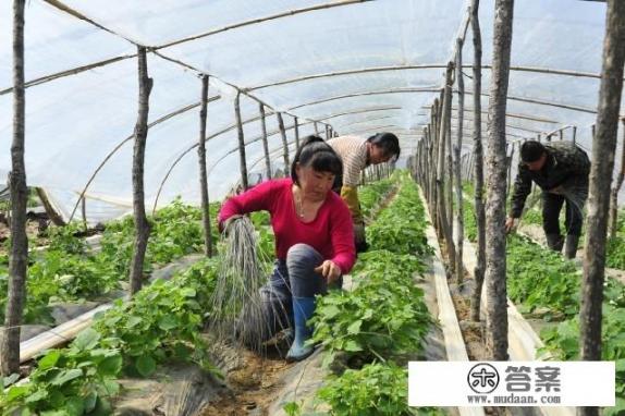 洋姑娘怎么种植,需要注意什么? 洋姑娘怎么种植,需要注意什么?