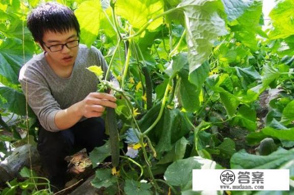 洋姑娘怎么种植,需要注意什么? 洋姑娘怎么种植,需要注意什么?