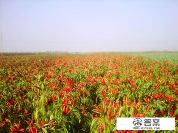 洋姑娘怎么种植,需要注意什么? 洋姑娘怎么种植,需要注意什么?