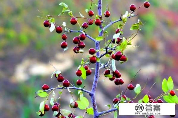 酸枣树长什么样子? 酸枣树长什么样子?