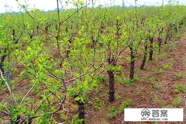 酸枣树长什么样子? 酸枣树长什么样子?