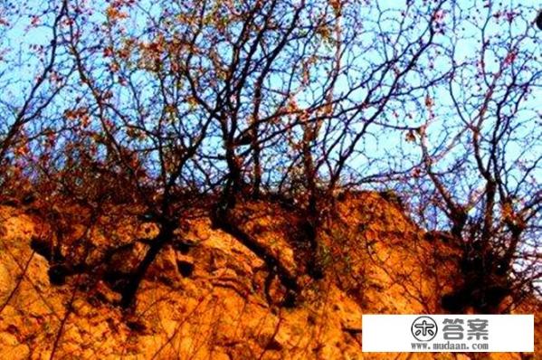 酸枣树长什么样子? 酸枣树长什么样子?