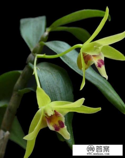 石斛用什么肥料才能长得粗壮? 石斛用什么肥料才能长得粗壮?