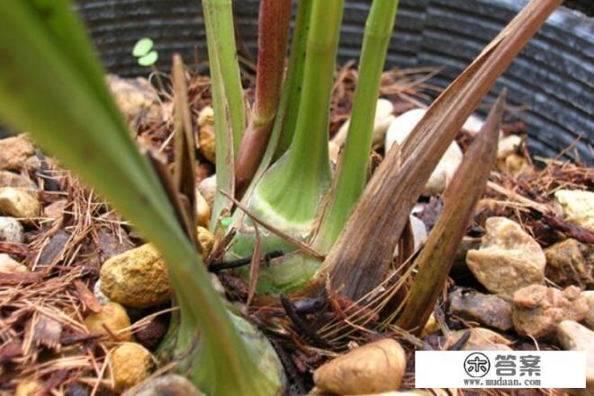 石斛用什么肥料才能长得粗壮? 石斛用什么肥料才能长得粗壮?