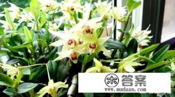 石斛用什么肥料才能长得粗壮? 石斛用什么肥料才能长得粗壮?