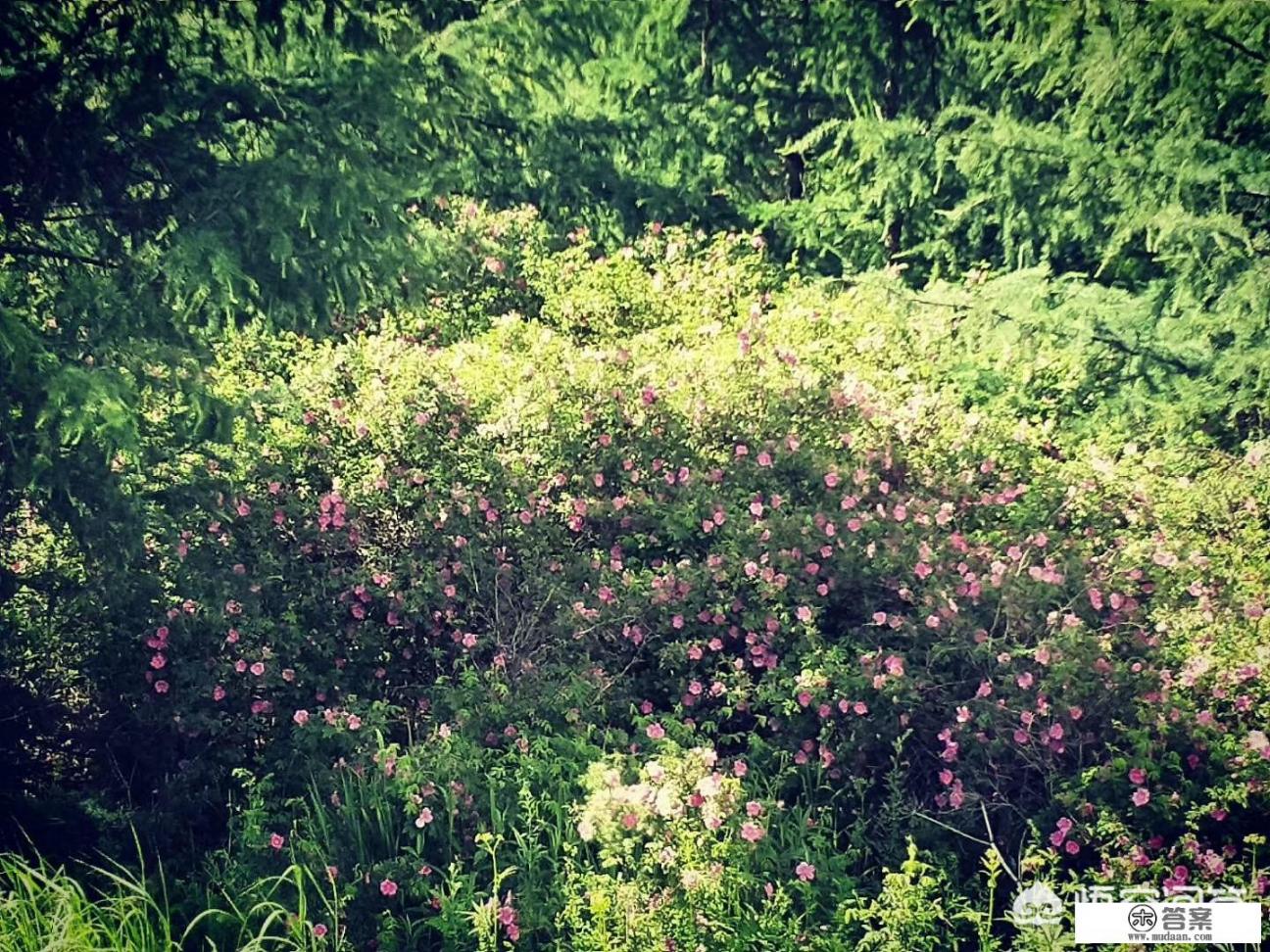 满洲里到漠河自驾攻略？