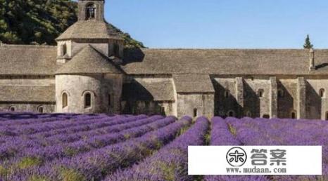 普罗旺斯薰衣草有几种颜色? 普罗旺斯薰衣草有几种颜色?