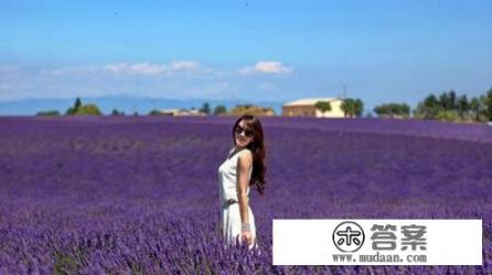 普罗旺斯薰衣草有几种颜色? 普罗旺斯薰衣草有几种颜色?