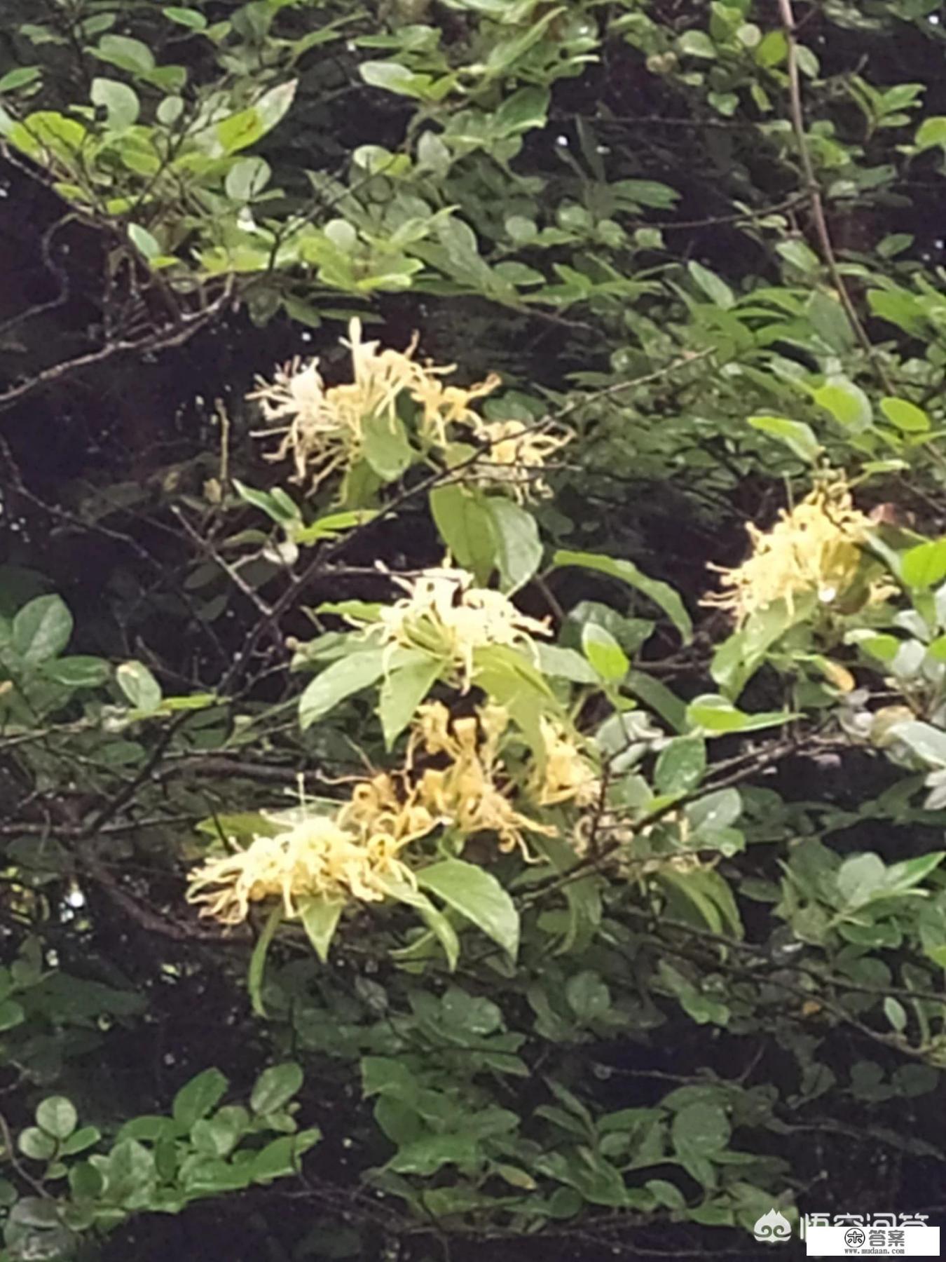 嘴巴上火起泡怎么办？