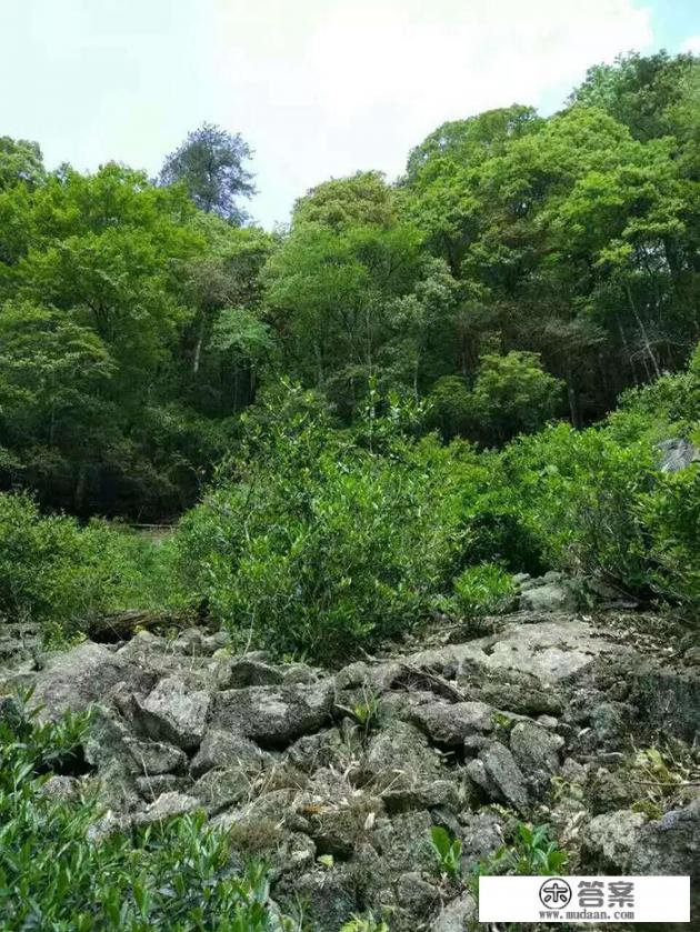 金骏眉长什么样? 金骏眉长什么样?