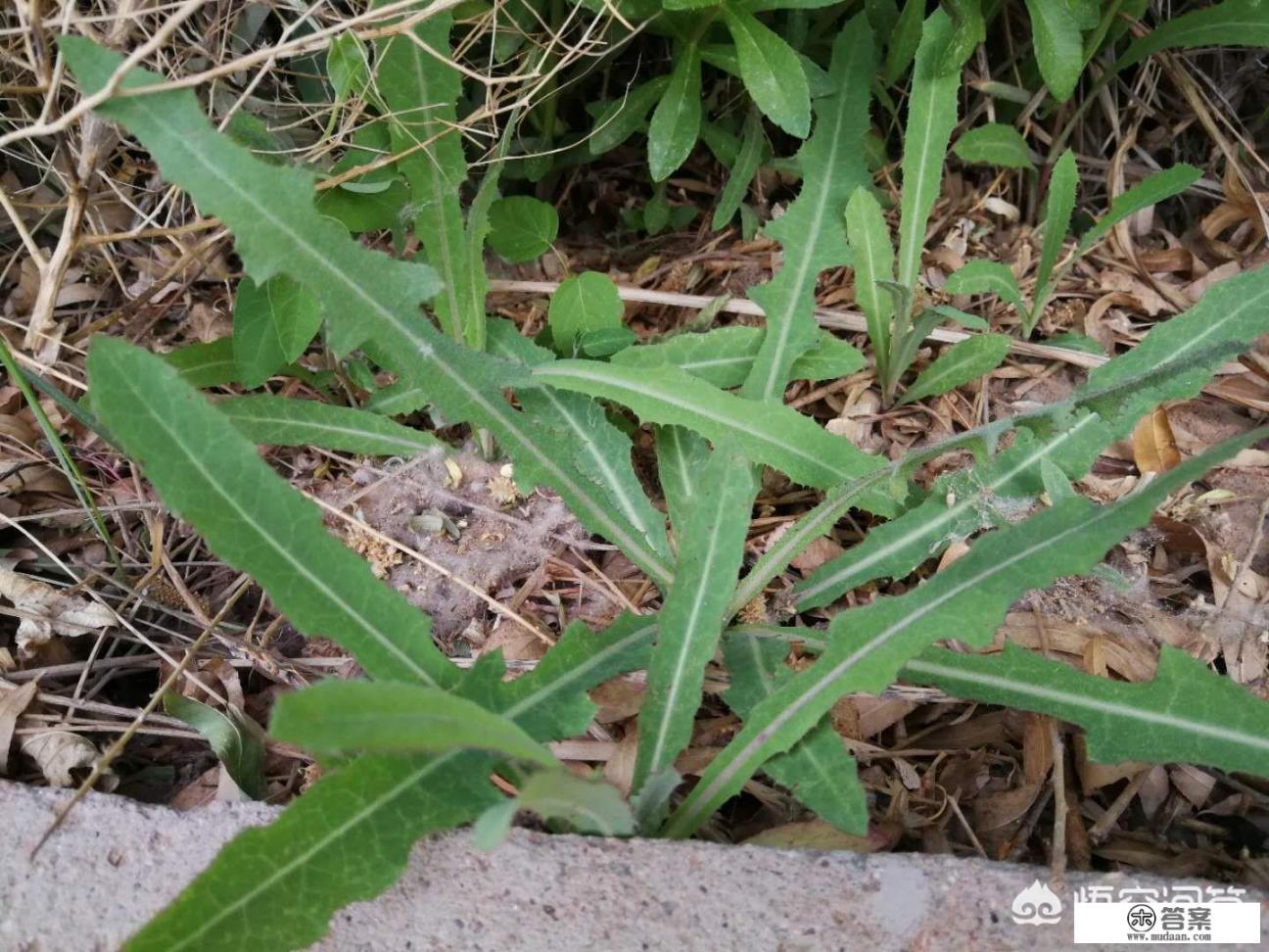 馍馍柳野菜怎么做好吃？