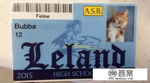 猫的孩子怎么变成学霸? 猫的孩子怎么变成学霸?