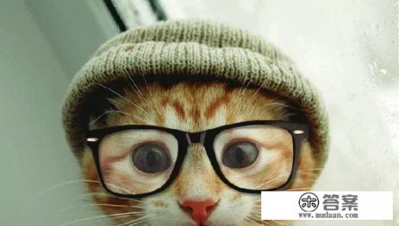 猫的孩子怎么变成学霸? 猫的孩子怎么变成学霸?