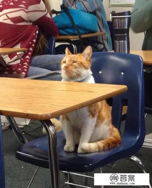 猫的孩子怎么变成学霸? 猫的孩子怎么变成学霸?