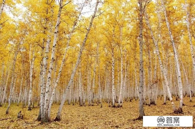 为什么梦不到自己的偶像？