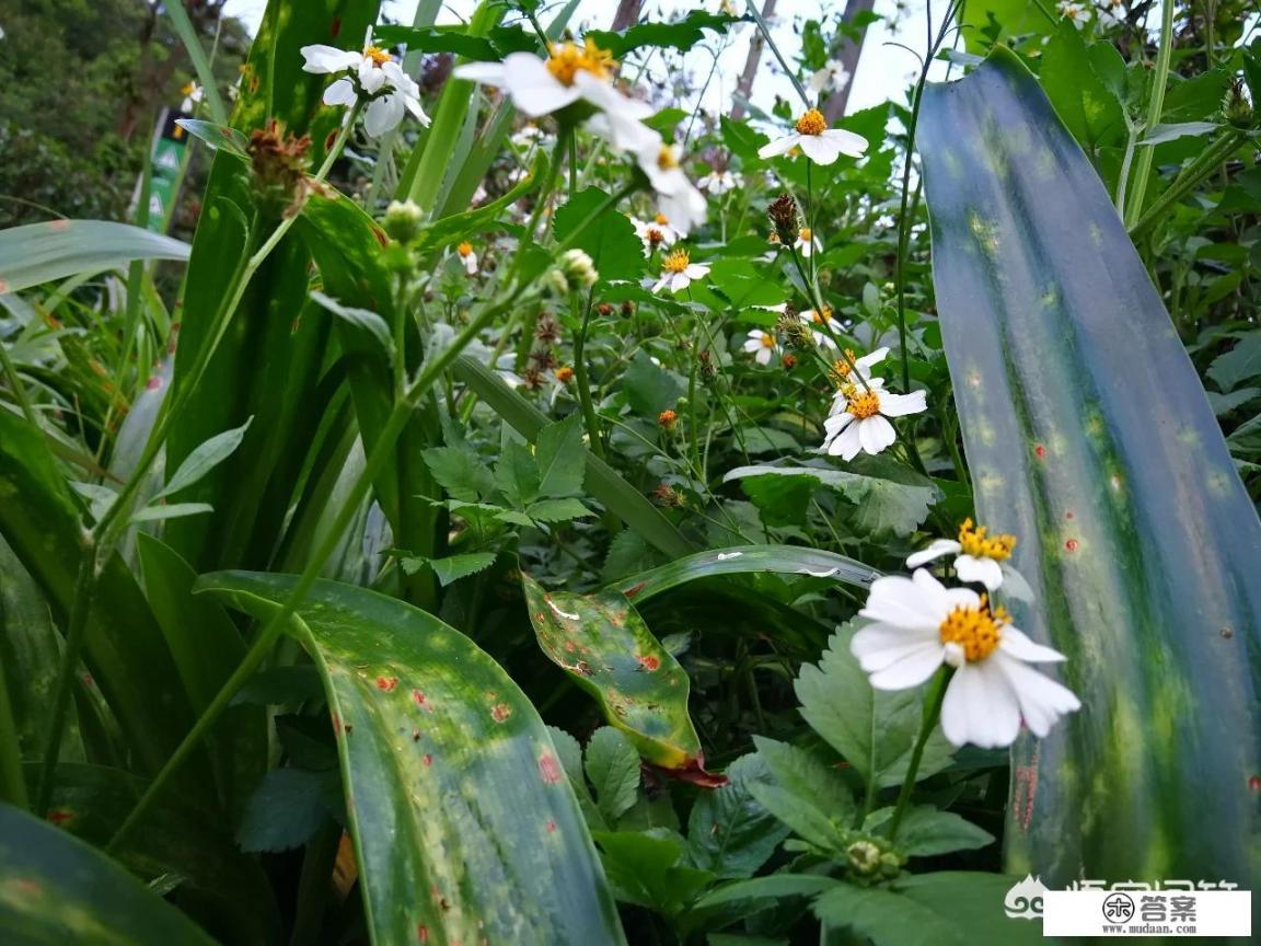 华为p8待遇? 华为p8待遇?